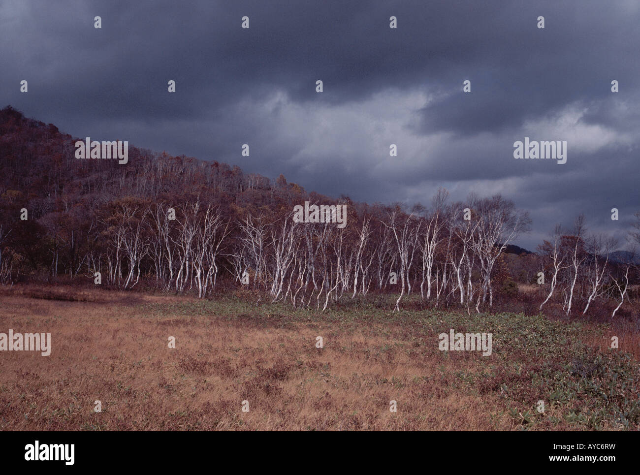 Clouds above Trees Stock Photo - Alamy