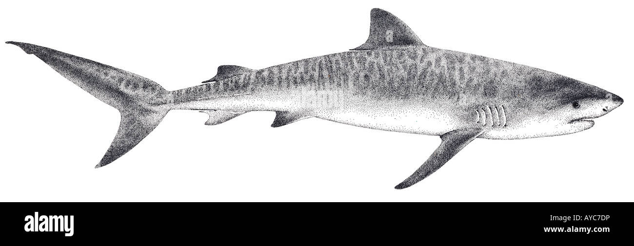 Tiger Shark (Galeocerdo cuvier), drawing Stock Photo