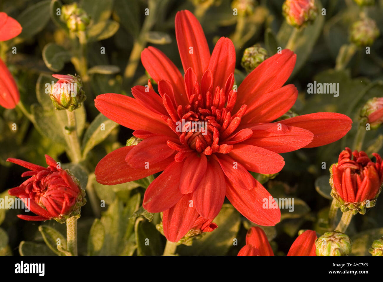 Chrysanthemum field china hi-res stock photography and images - Alamy