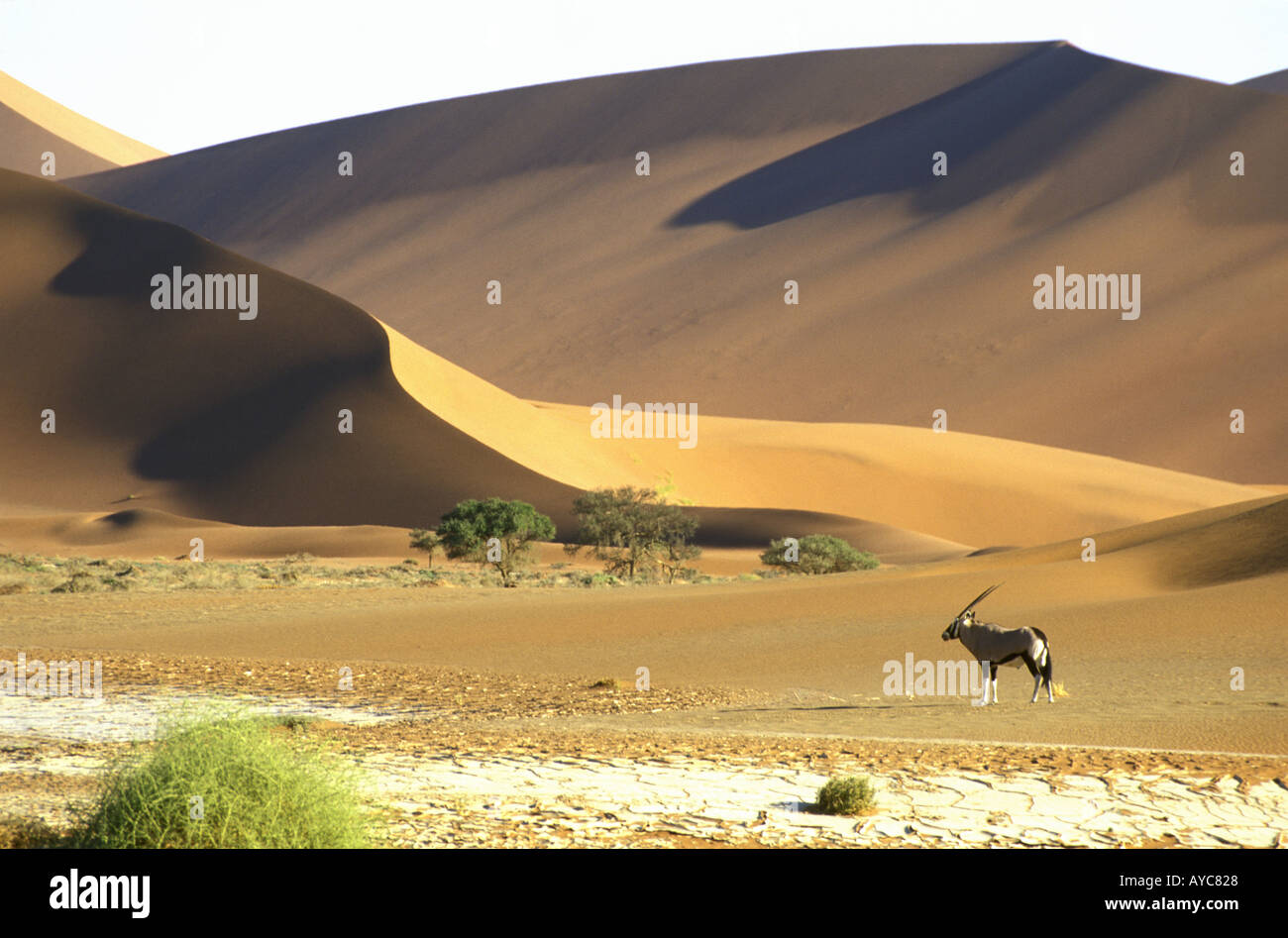 GEMSBOK IN NAMIB NAUKLUFT NATIONAL PARK NAMIBIA visual data 5