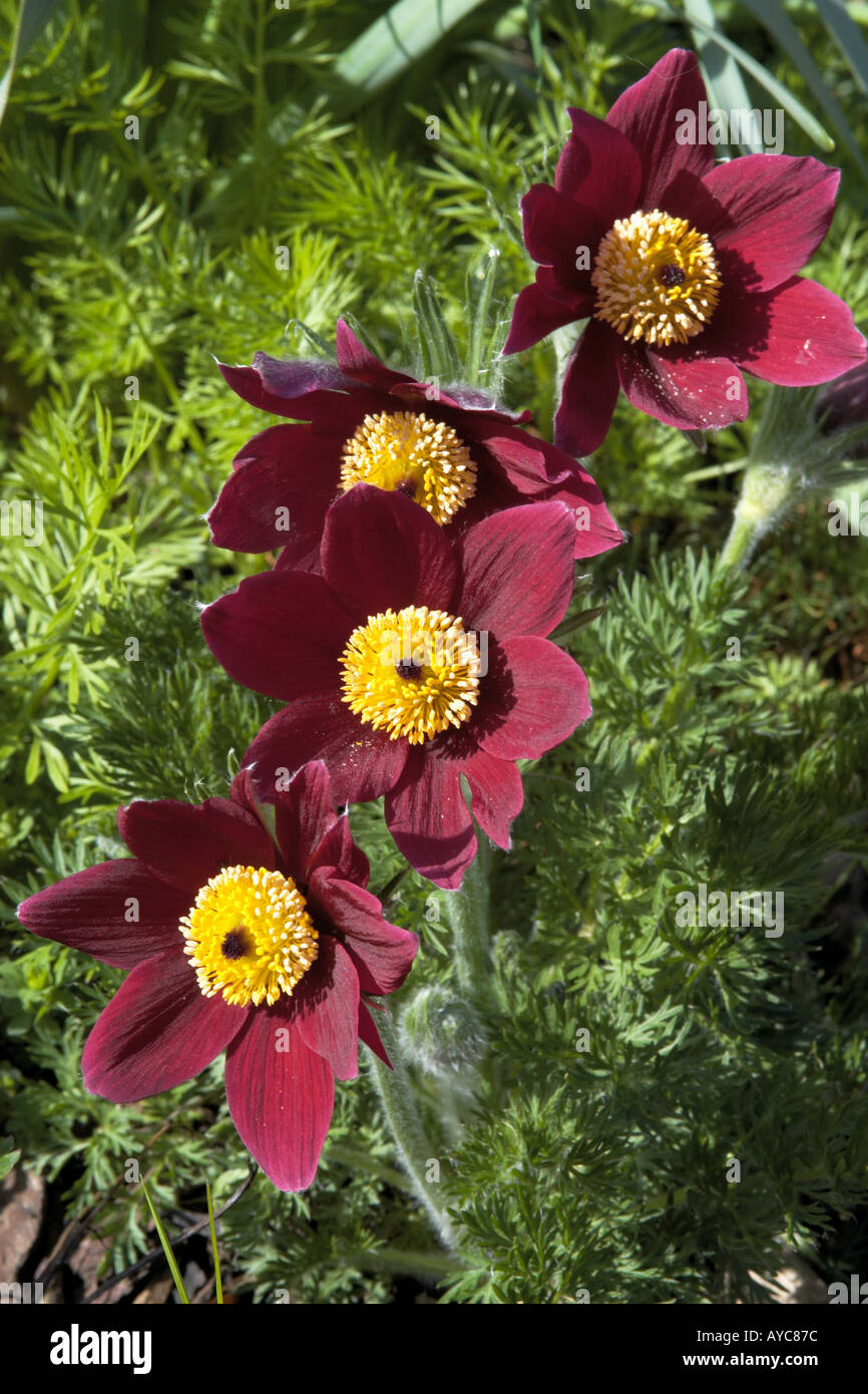 Pulsatilla vulgaris rubra Pasque flower beautiful soft flowers in spring Stock Photo