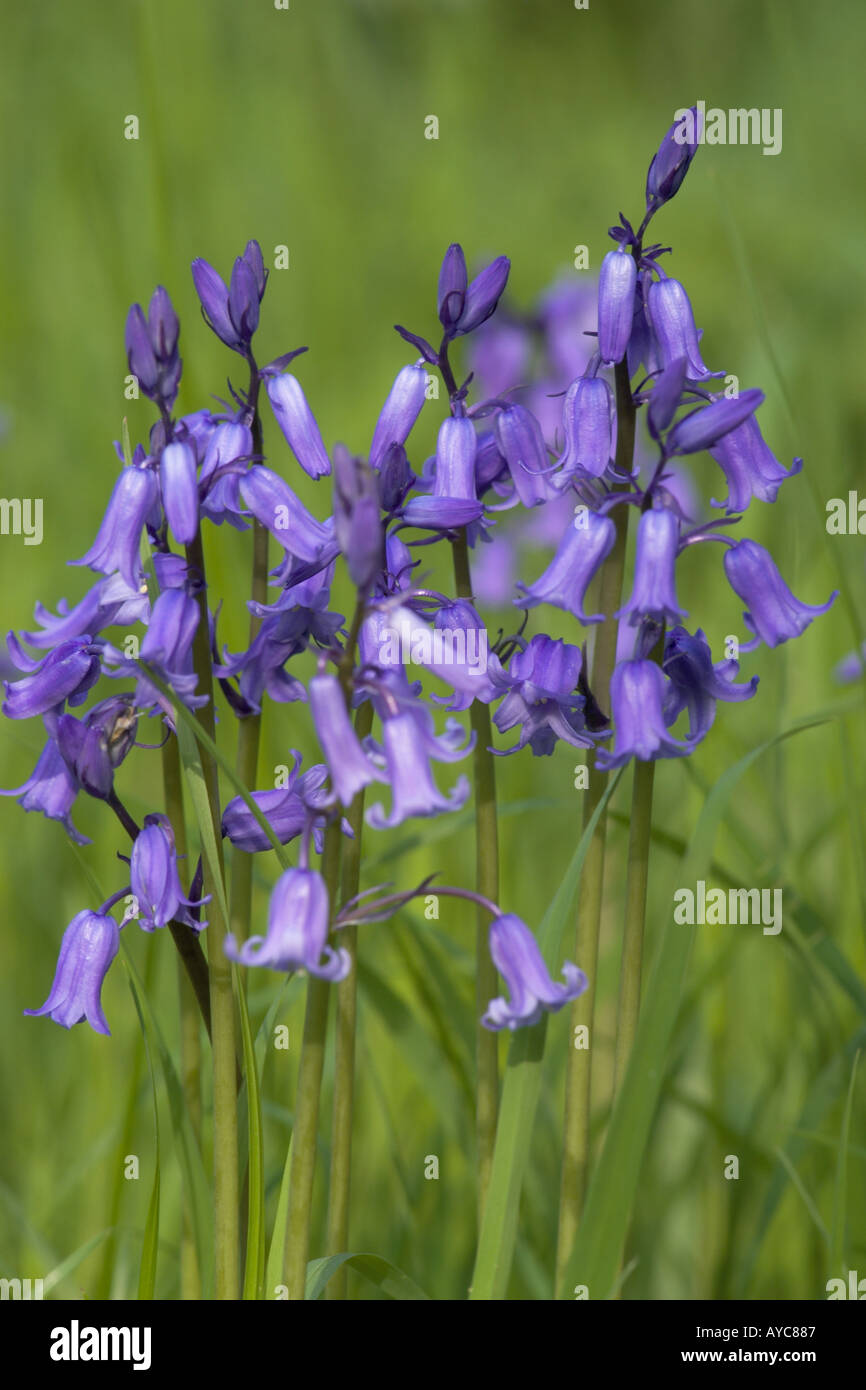 Bluebells spikes of hanging blue bell shaped flowers in the woodland in spring Stock Photo