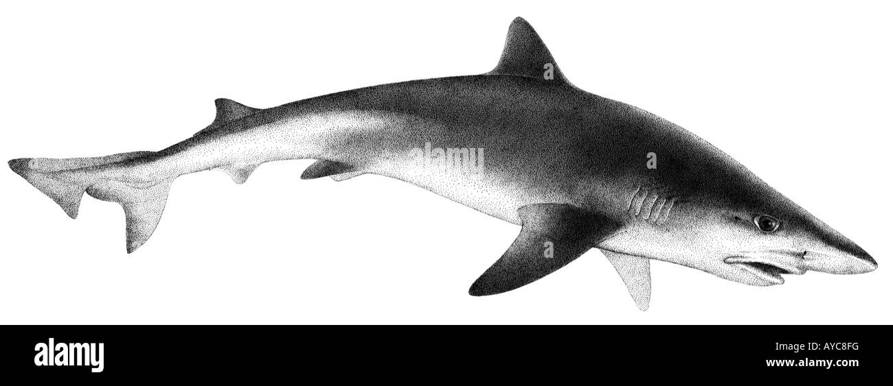 Tope Shark (Galeorhinus galeus), drawing Stock Photo