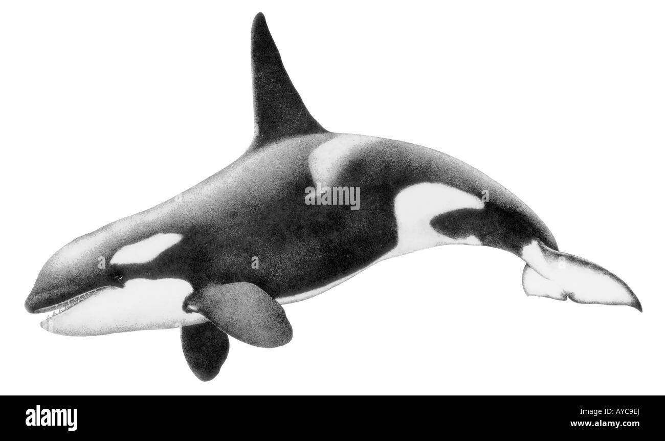 Orca Whale, Killer Whale (Orcinus orca), male, drawing Stock Photo