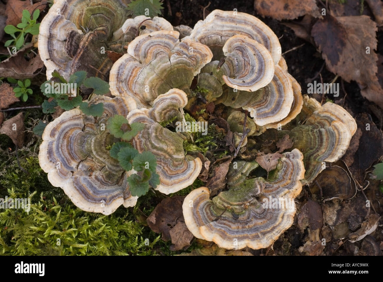 Turkey Tails (Many Zoned Polypore) Tramites versicolor growing on a dead Birch stump Stock Photo