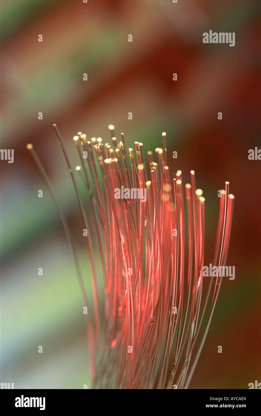 Optical fibres Stock Photo