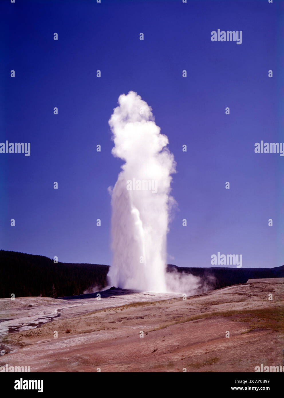 Old Faithful geyser in Yellowstone National Park in Wyoming shown ...
