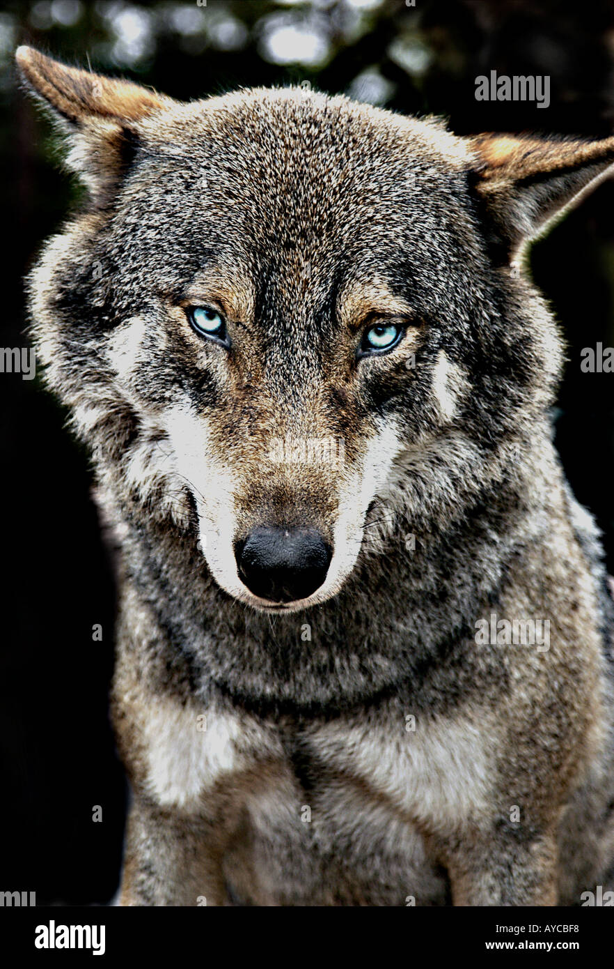 Alpha male wolf leader on watch, Kolmården Wildlife Park, Sweden Stock Photo