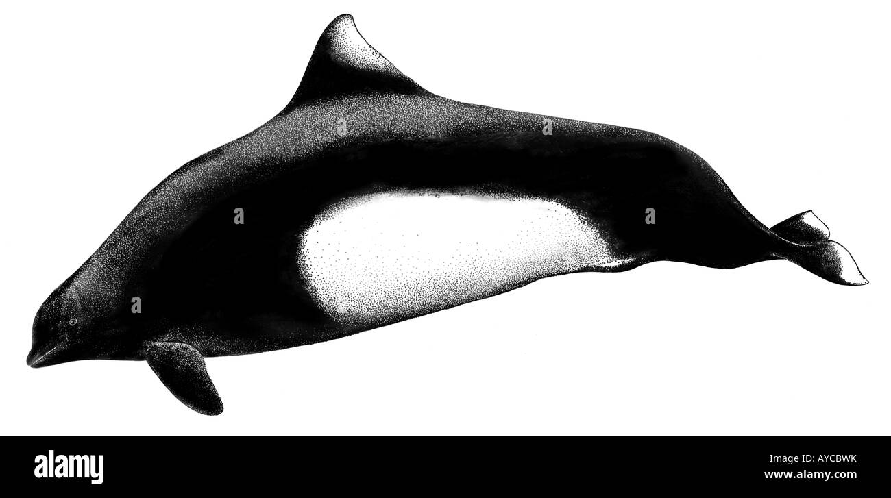 Dalls Porpoise, Dalls White flanked Porpoise (Phocoenoides dalli), drawing Stock Photo