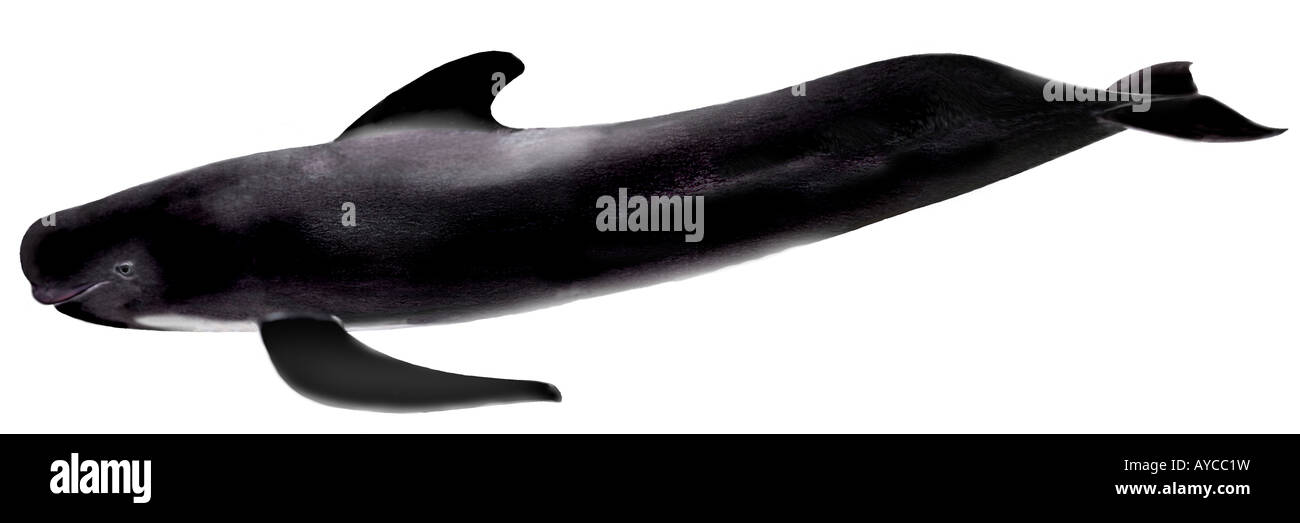 Longfinned Pilot Whale (Globicephala melas), drawing Stock Photo