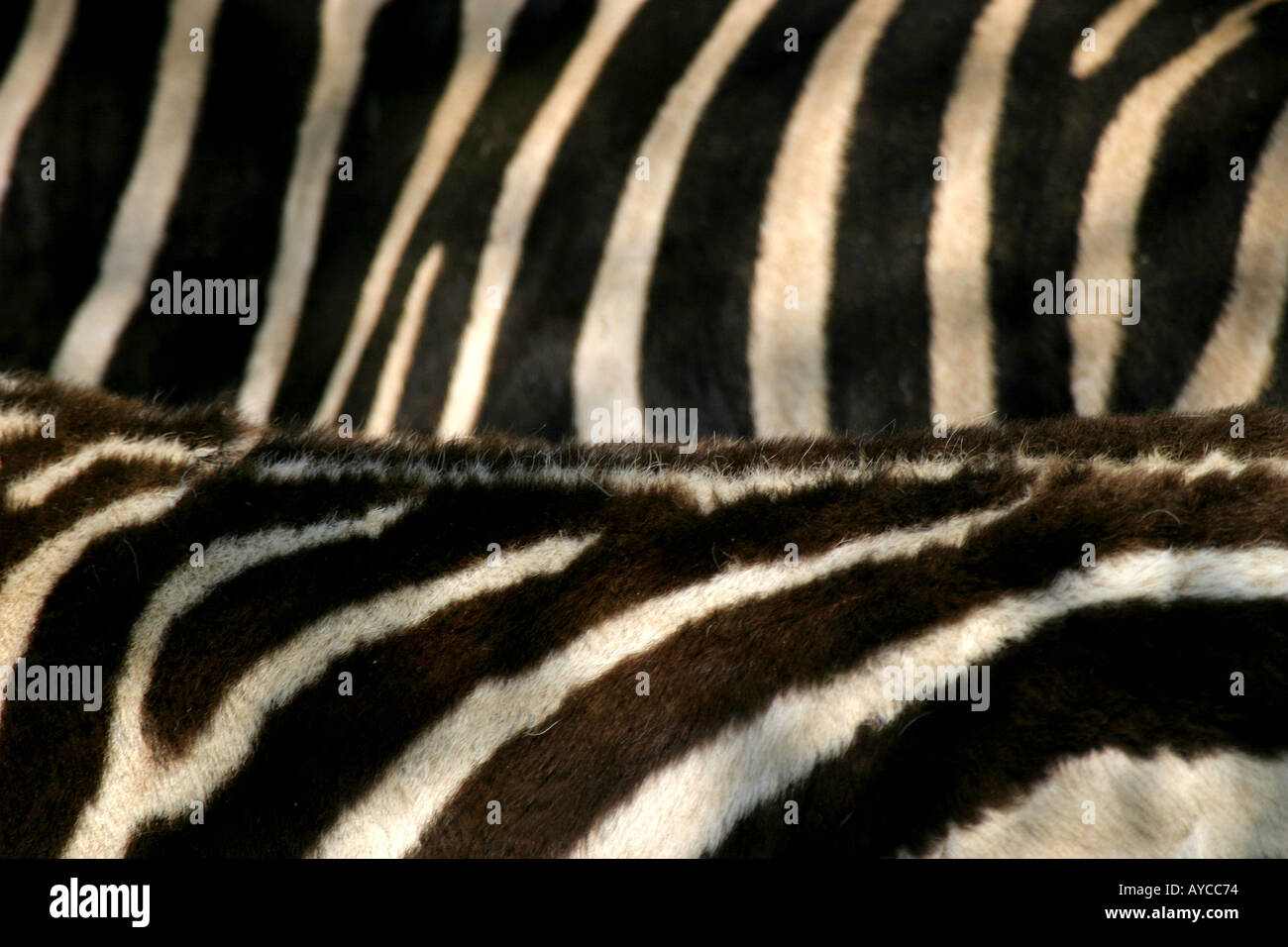 zebra Stock Photo