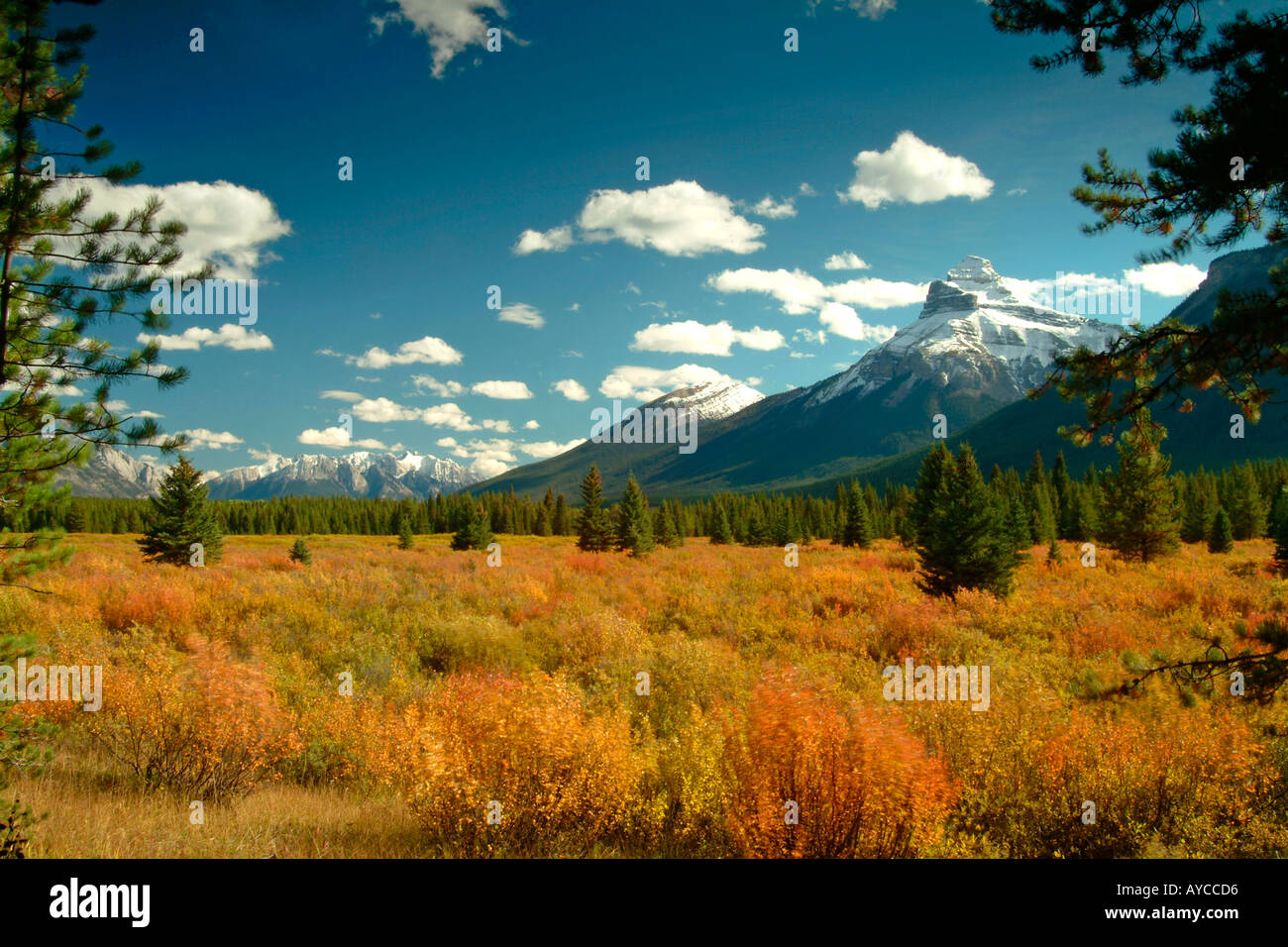 Landscape of autumn Muskeg at Muleshoe Bow Valley Banff Rockie