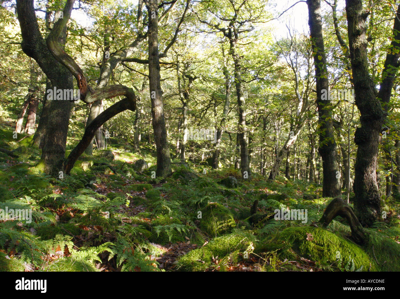 Oakwoods hi-res stock photography and images - Alamy