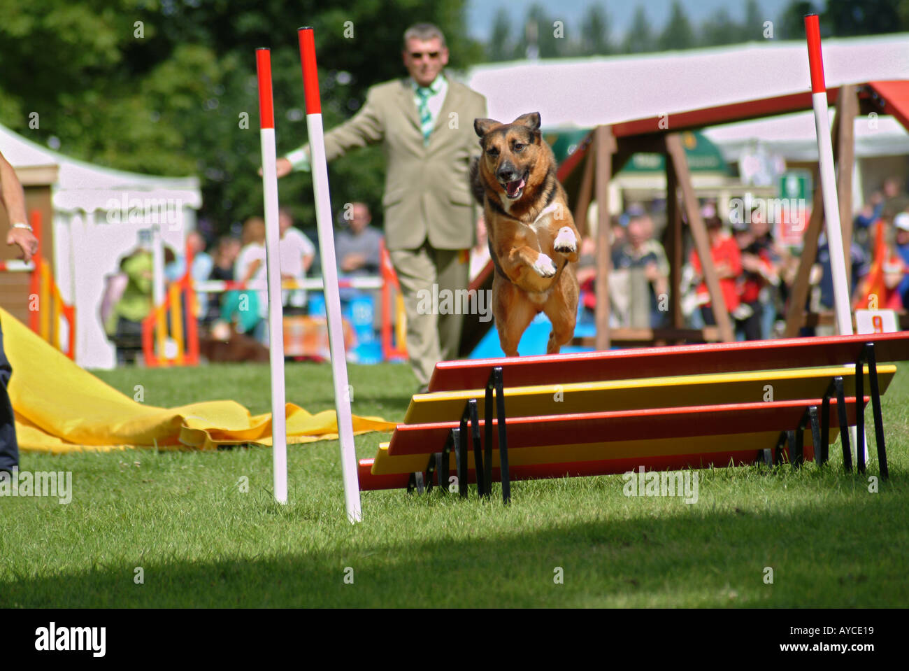 Dog Agility Competition Stock Photo Alamy