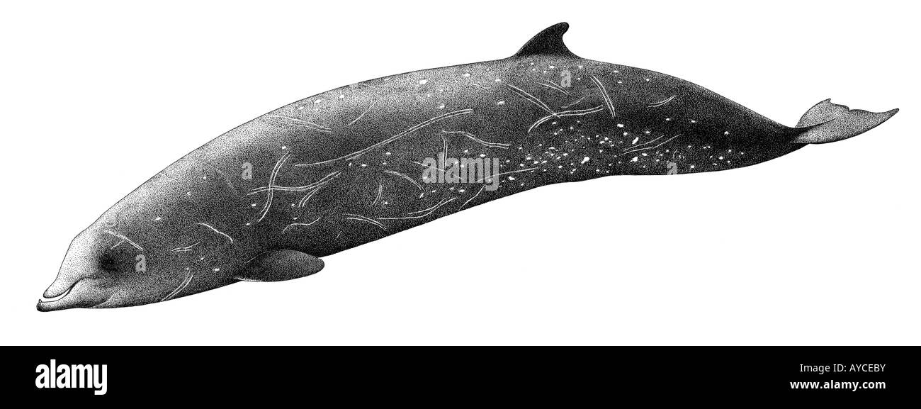 Cuviers Beaked Whale (Ziphius cavirostris). drawing Stock Photo