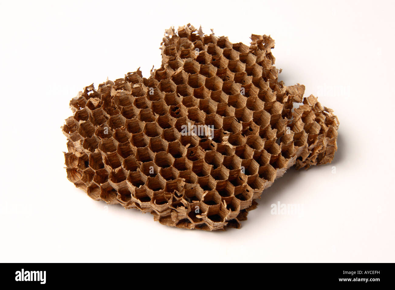 Part of a wasp nest Stock Photo - Alamy