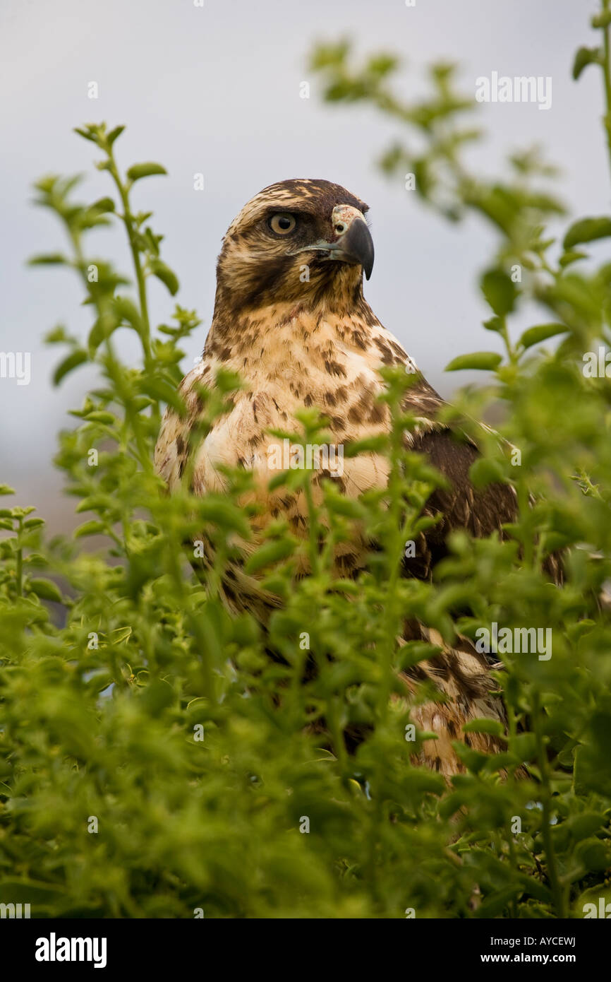 Animal hawk hi-res stock photography and images - Alamy
