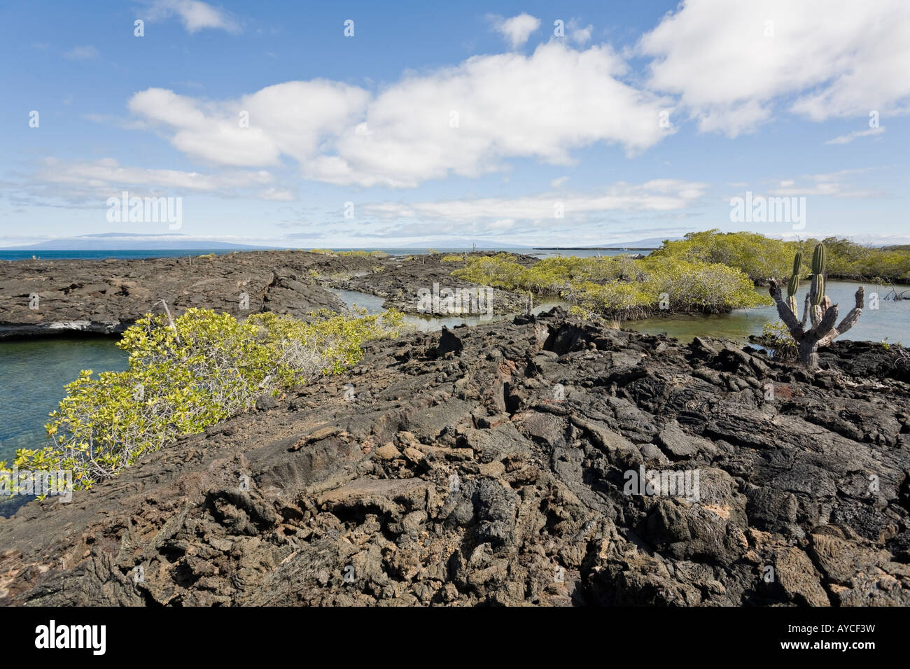 Mangrove shore scenery on the west coast of Isabela Stock Photo