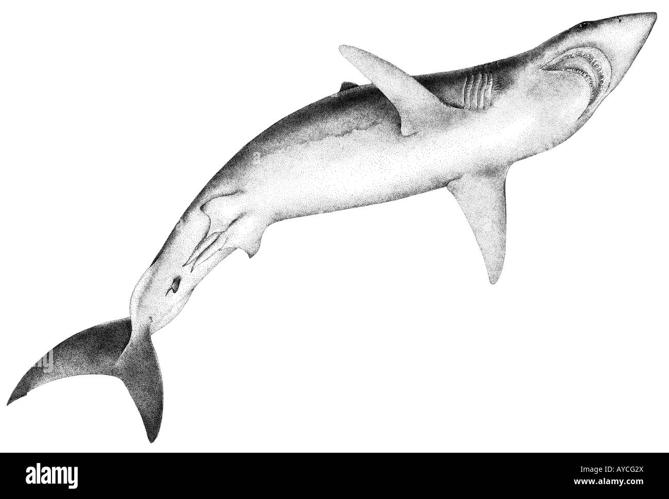 Mako Shortfin, Mako Shark (Isurus oxyrinchus), drawing Stock Photo - Alamy