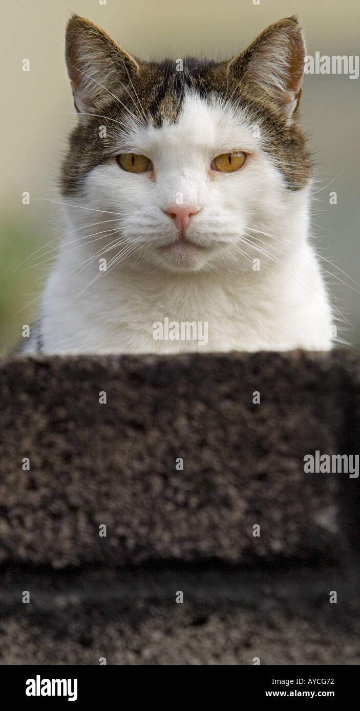 Tabby cat on wall looking directly to camera Stock Photo - Alamy