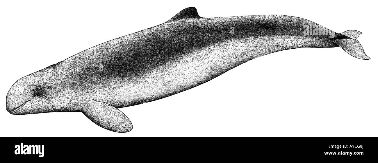 Irrawaddy Dolphin (Orcaella brevirostris), drawing Stock Photo