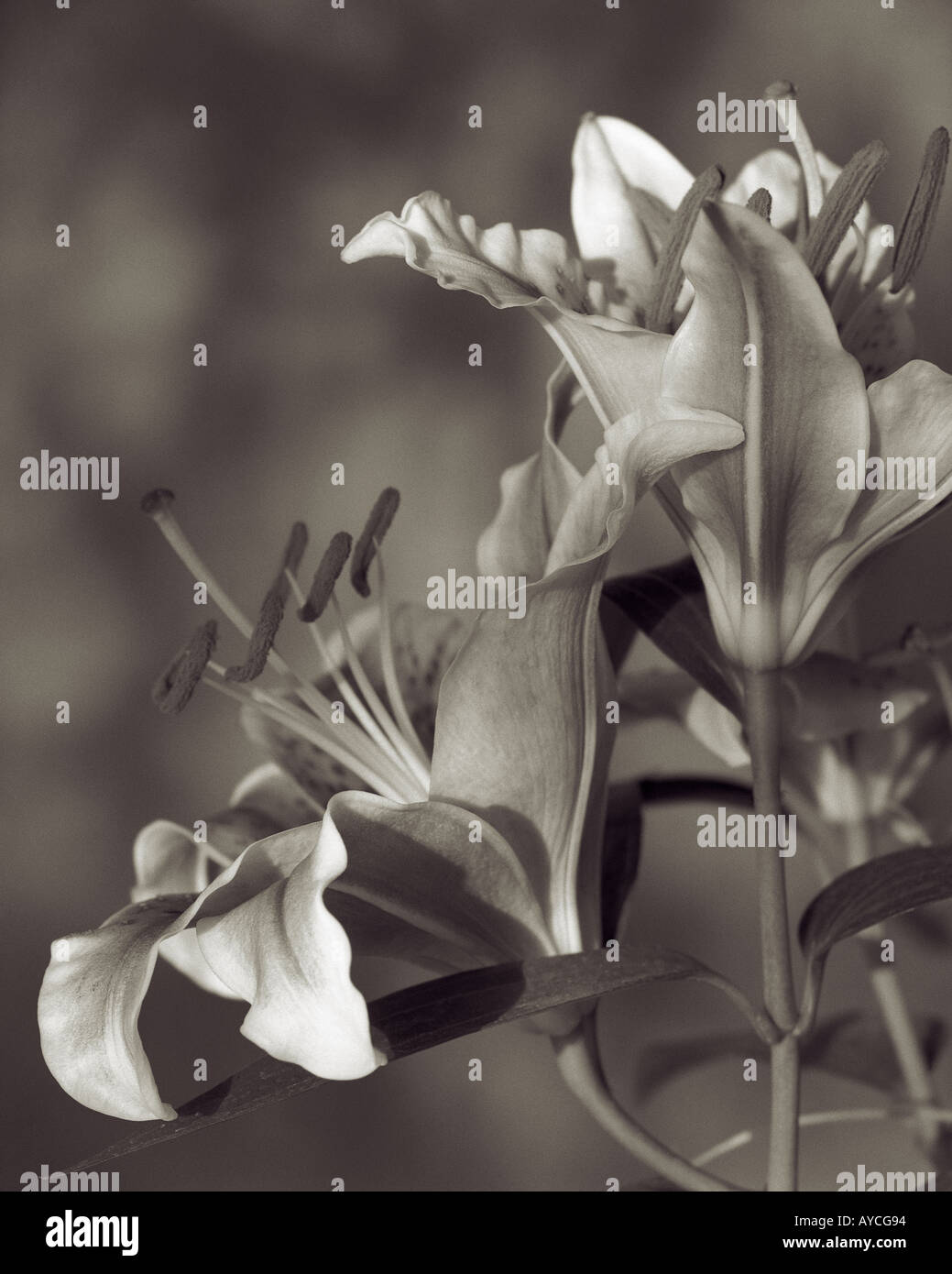 Still life of a group of Stargazer Lillies Stock Photo - Alamy