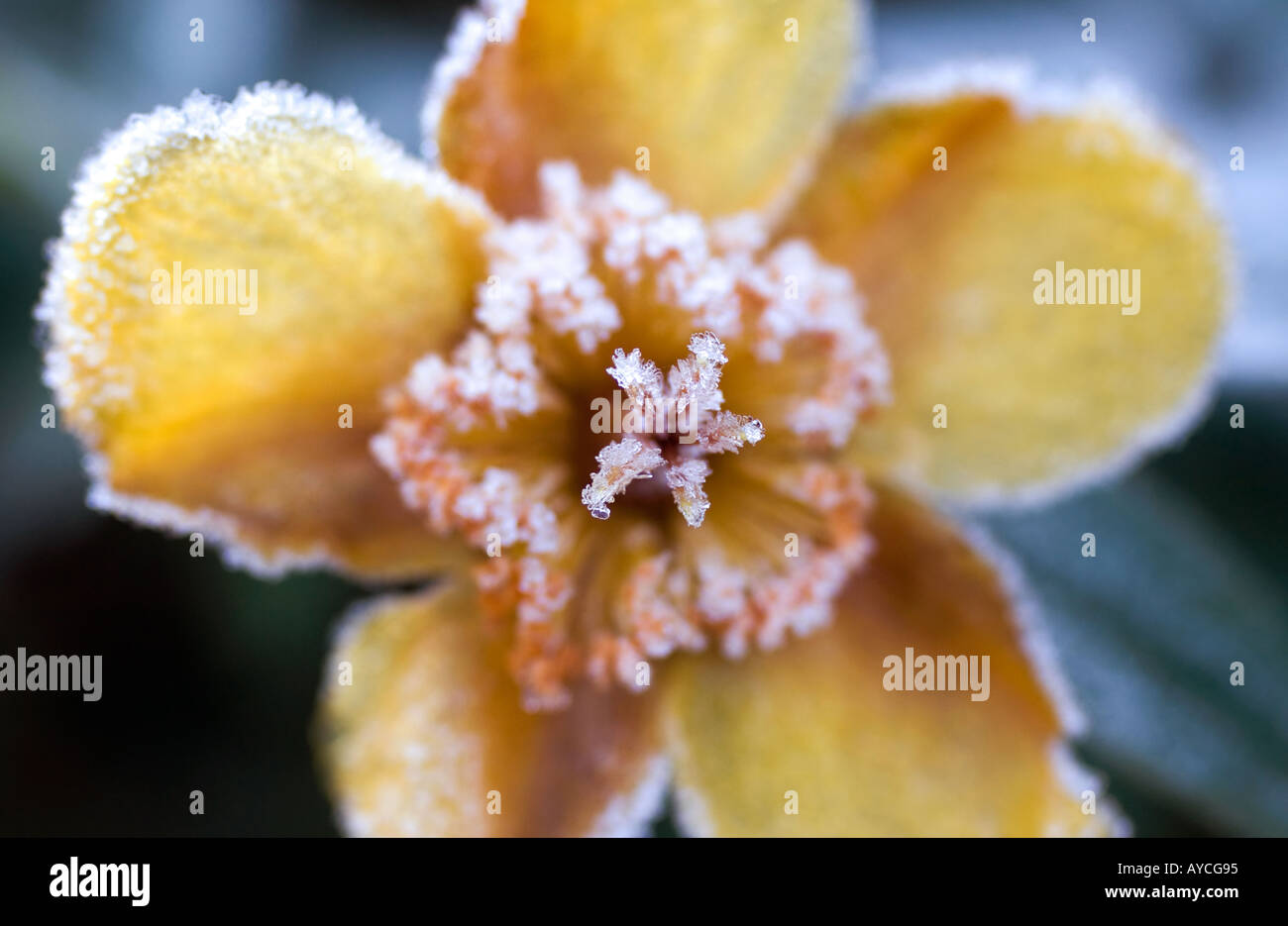 Yellow flower coated in morning frost crystals Stock Photo