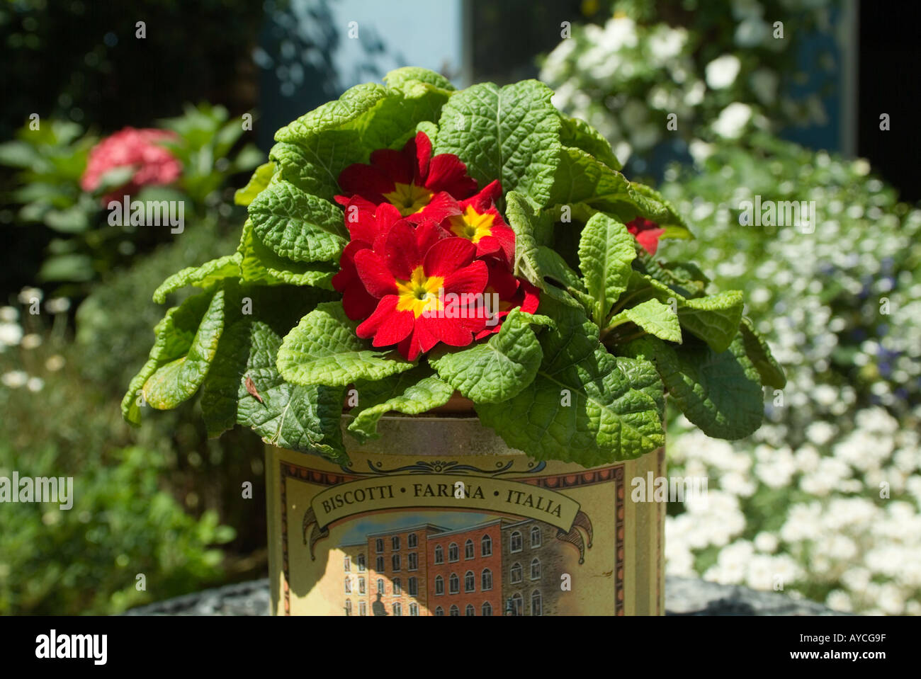 Bright Red Primula in planted in an quaint biscuit tin Stock Photo
