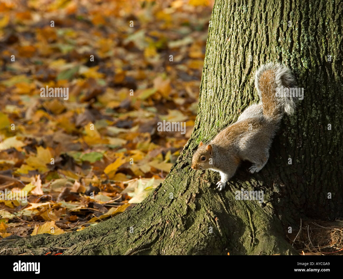 Grey Squirrel perched on tree in Autumn Woodland Stock Photo