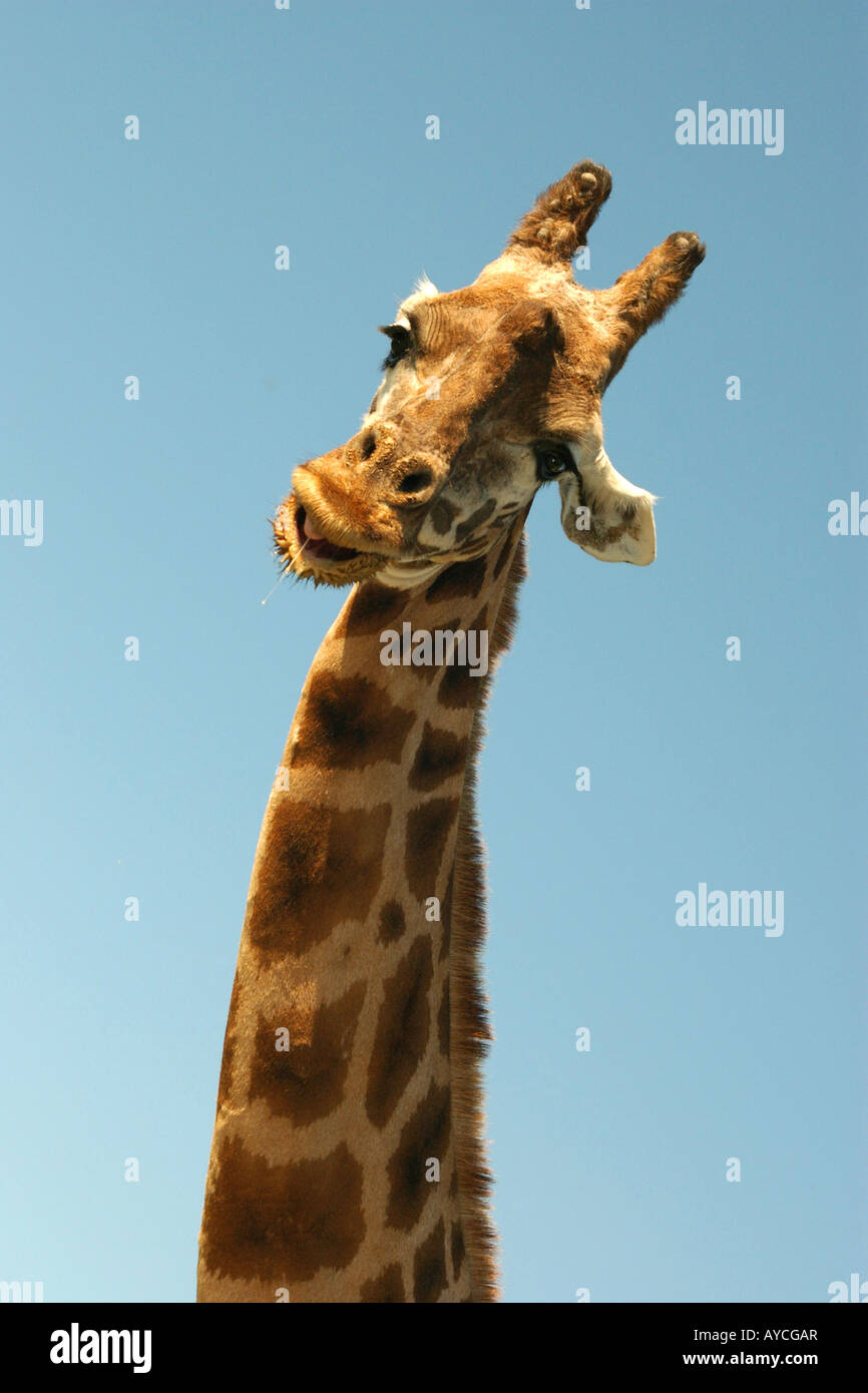 Giraffe long neck blue sky humor species livestock lenth long lanky lofty bend Stock Photo