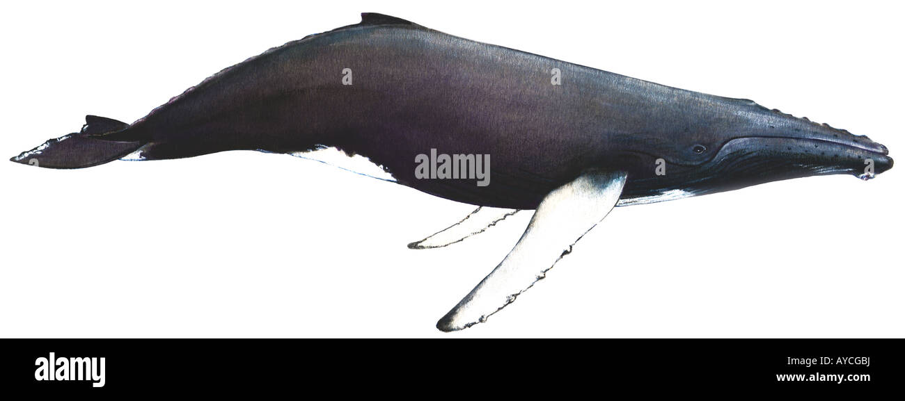 Humpback Whale (Megaptera novaeangliae), drawing Stock Photo