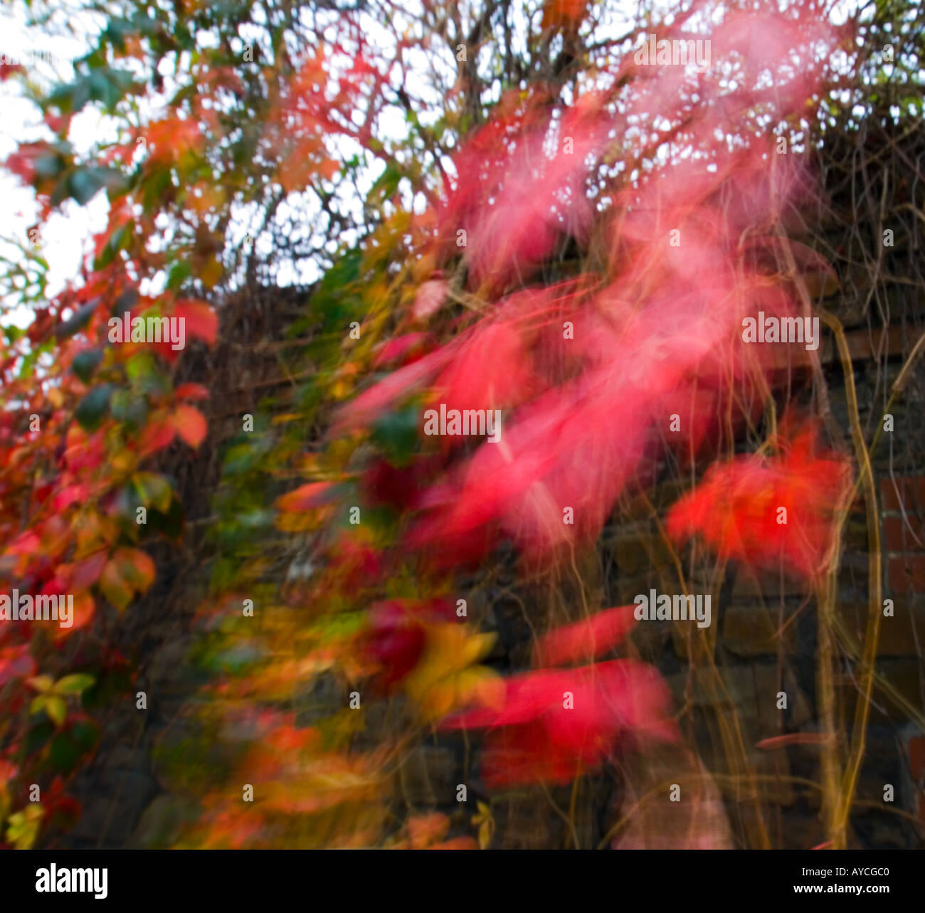 Red autumn leaves blowing in hi-res stock photography and images - Alamy