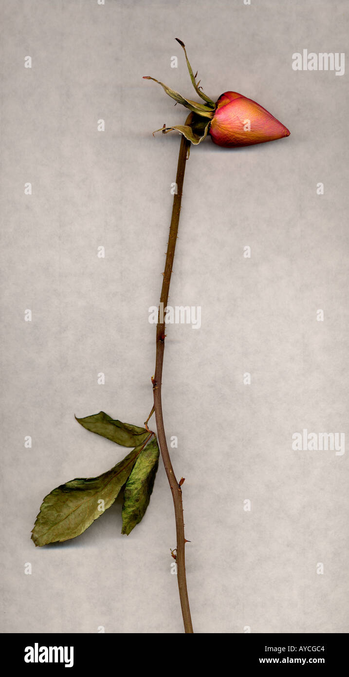 Drown Long Roses A still life of a dry long stem rose Stock Photo - Alamy