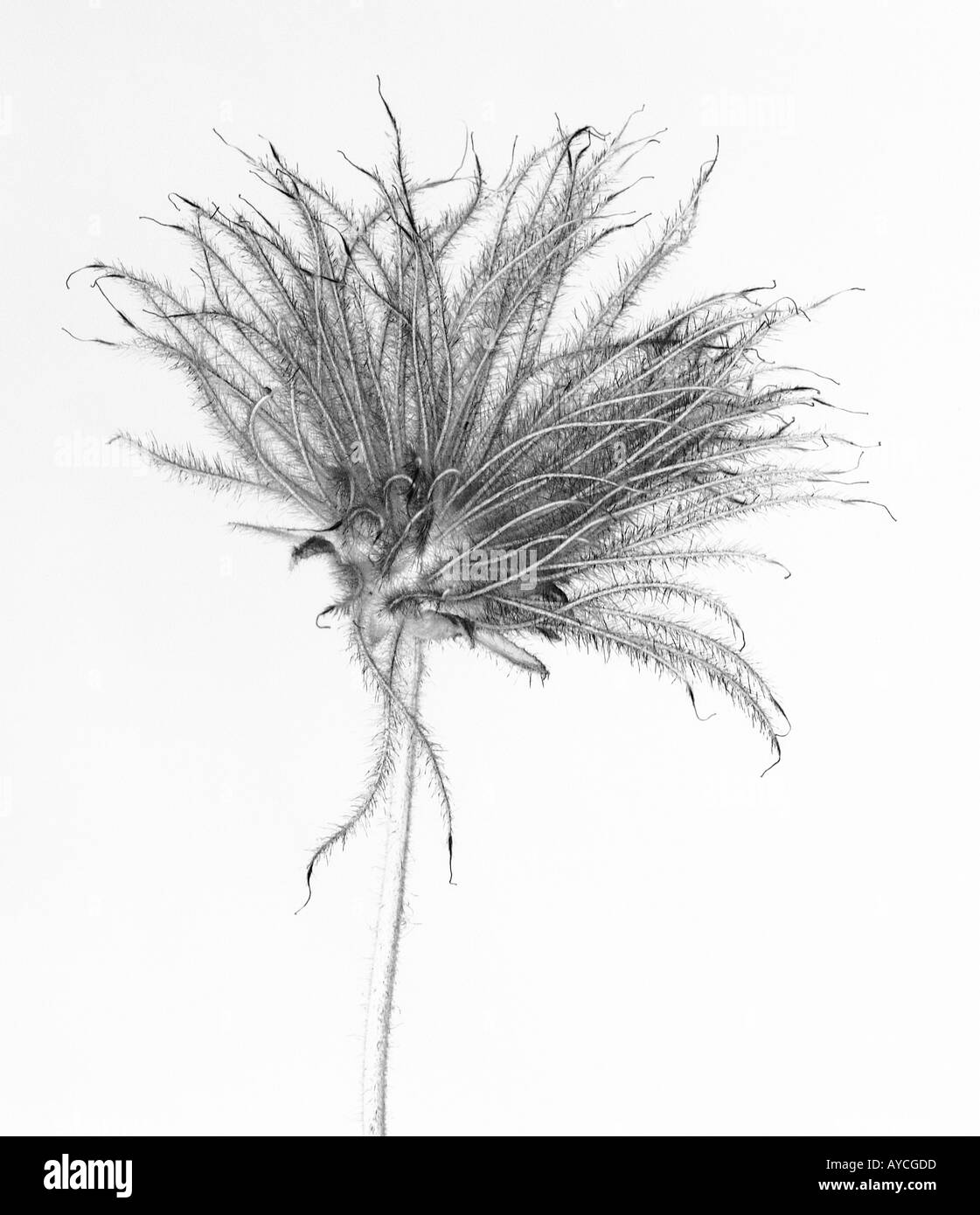 A still life of a Prairie Smoke wildflower also known as Old Man's Whiskers in the seed stage Stock Photo