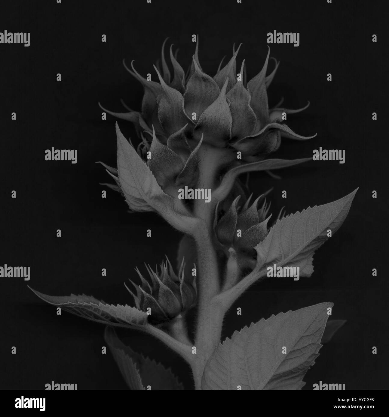 A top of a stalk of sunflowers with their flowers still unopened in black and white Stock Photo