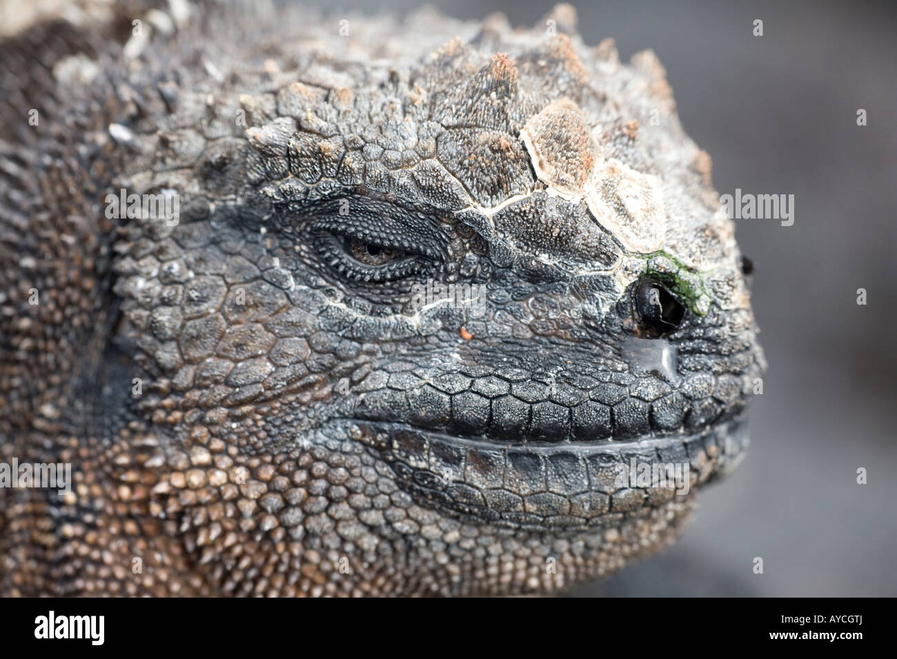 Close up of marine iguana head with closed eyes warming up on rocks Isabela Stock Photo Alamy