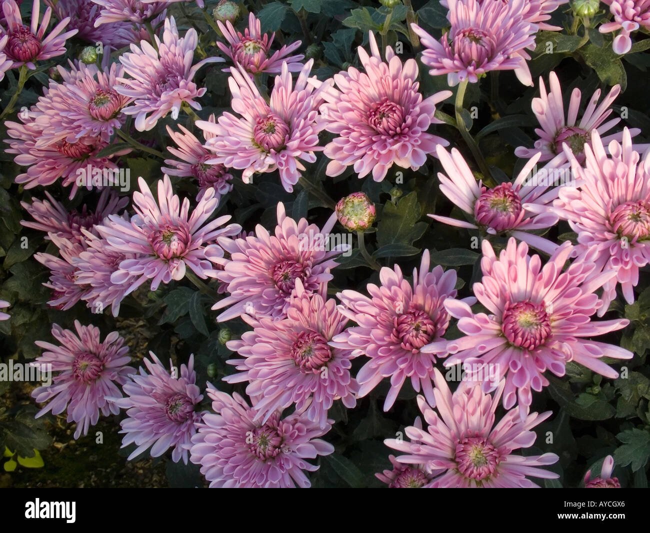 Chrysanthemum field china hi-res stock photography and images - Alamy