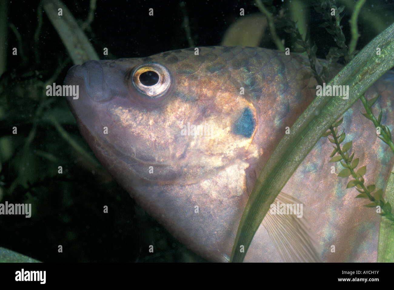 Macropodus opercularis, Paradise Fish, Belontidae Stock Photo