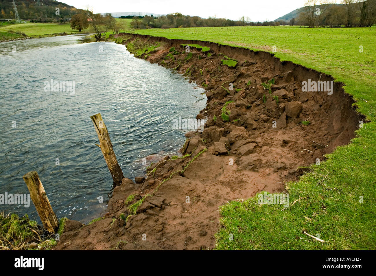 Erosion with slumped edge of field on bank of River Usk Llanfoist Wales