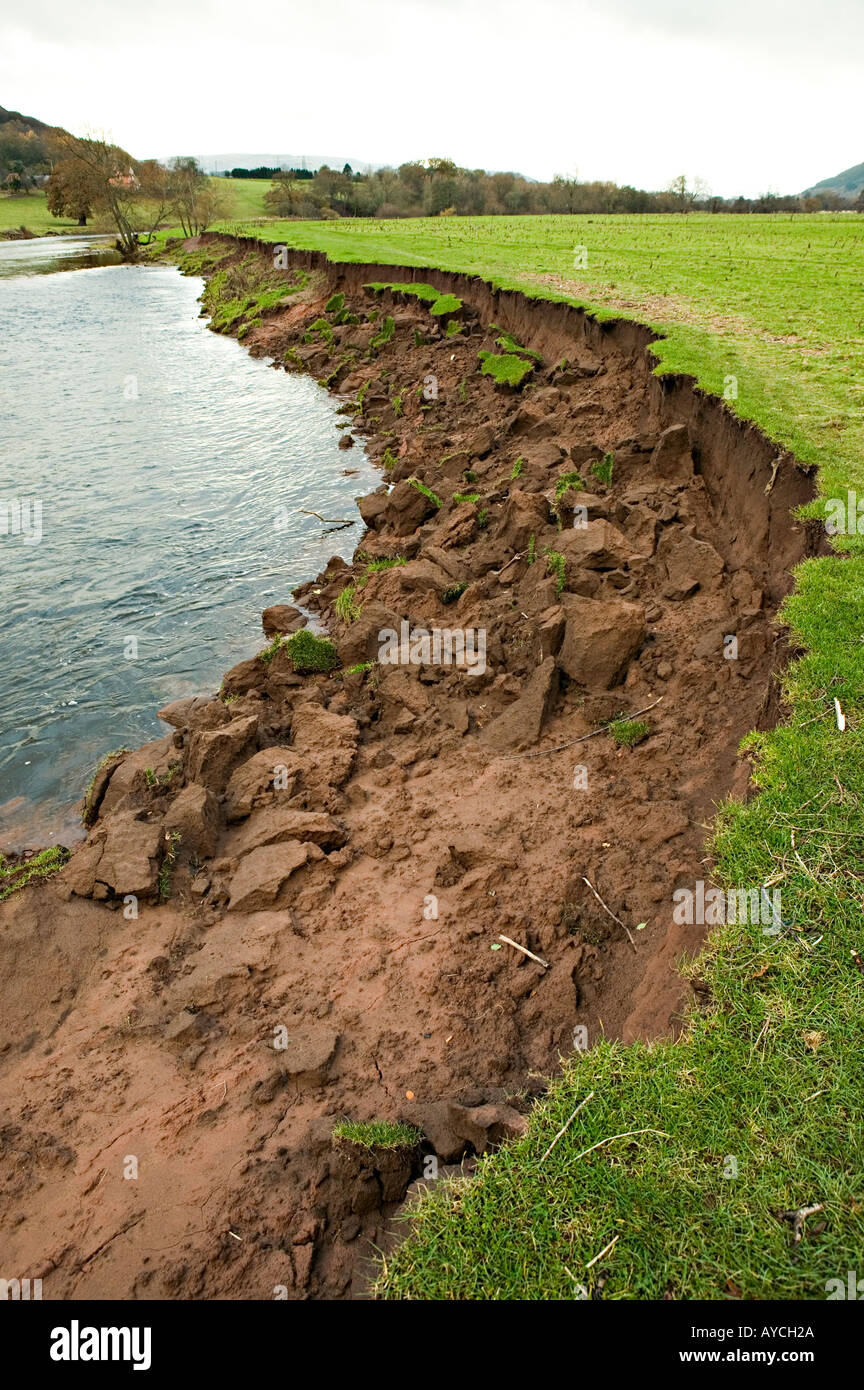 Erosion with slumped edge of field on bank of River Usk Llanfoist Wales