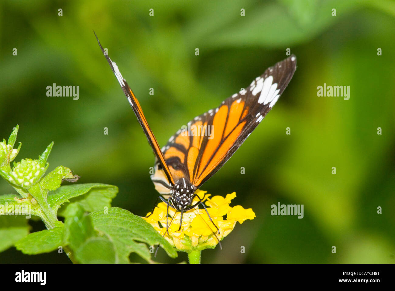 Monarch butterfly feeding on yellow flowers Stock Photo - Alamy