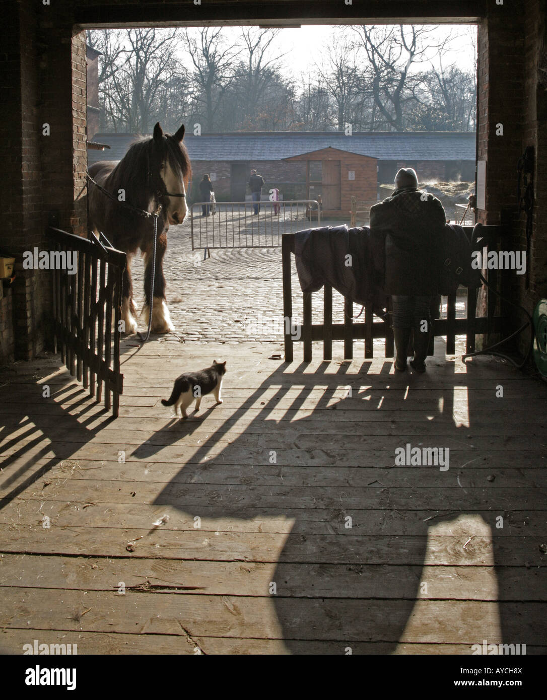 Horse wooden floor cat shadows trees person peacful sunlight backlit livestock mood harmony Stock Photo
