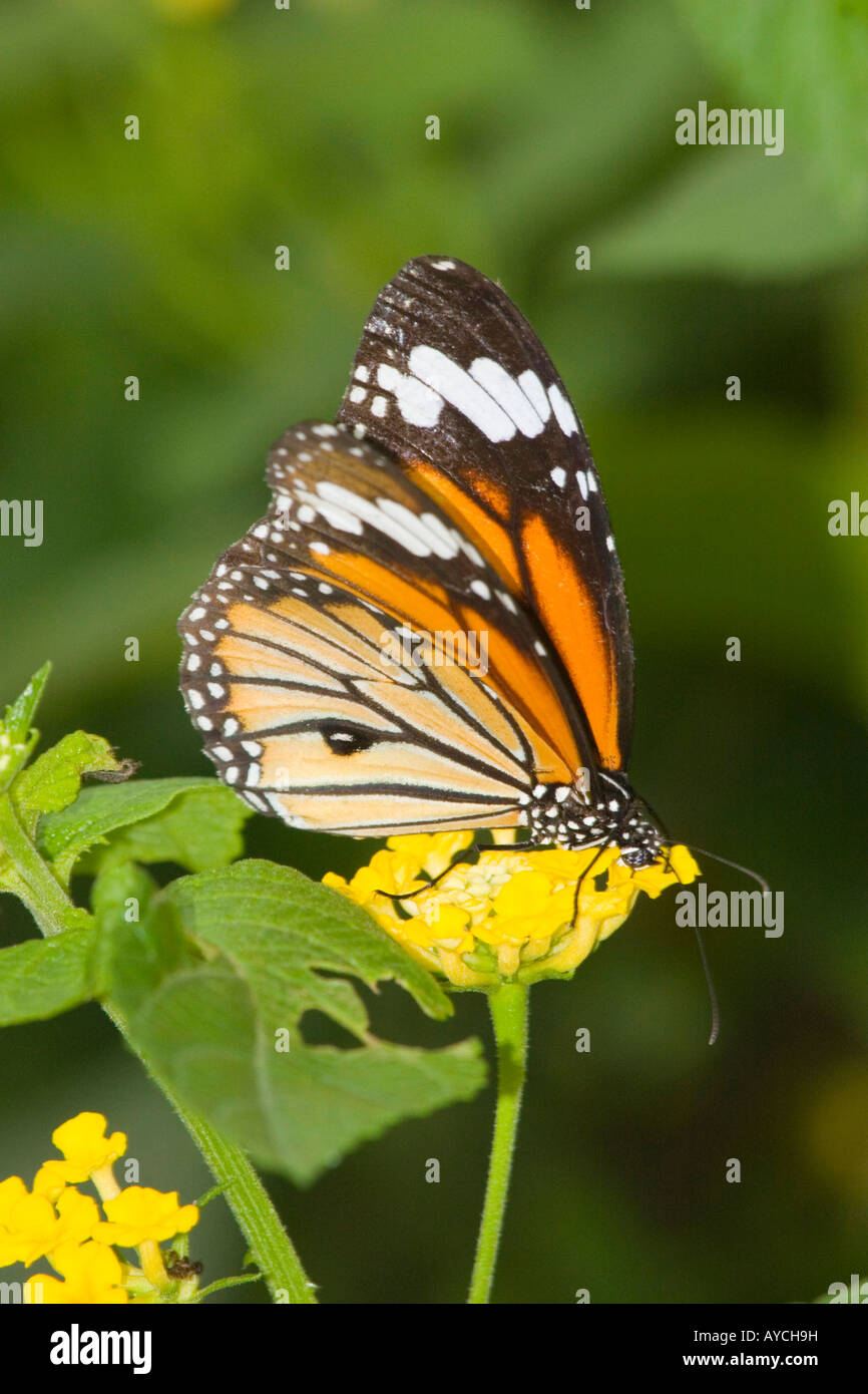 Monarch butterfly feeding on yellow flowers Stock Photo - Alamy