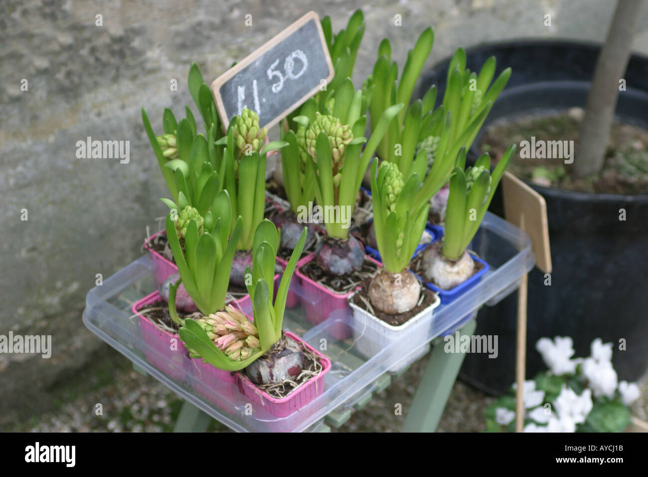 garden bulbs for sale for winter planting Stock Photo Alamy