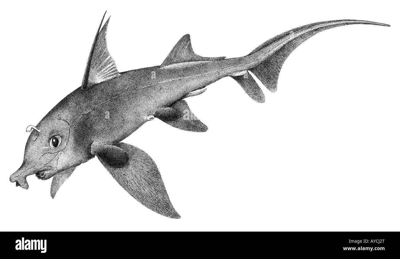 St Joseph Fish Callorhynchus Sp Illustration Stock Photo Alamy
