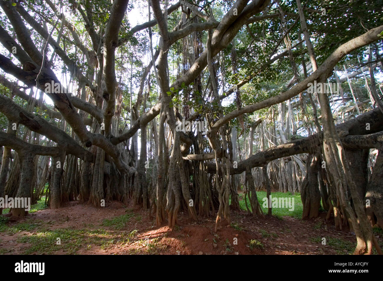 The Big Banyan Tree a popular tourist spot at Ramohalli near Banaglore Stock Photo