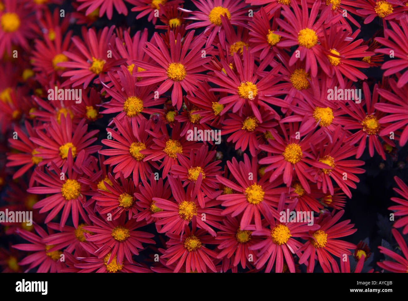 Red Daisy Flowers Stock Photo Alamy