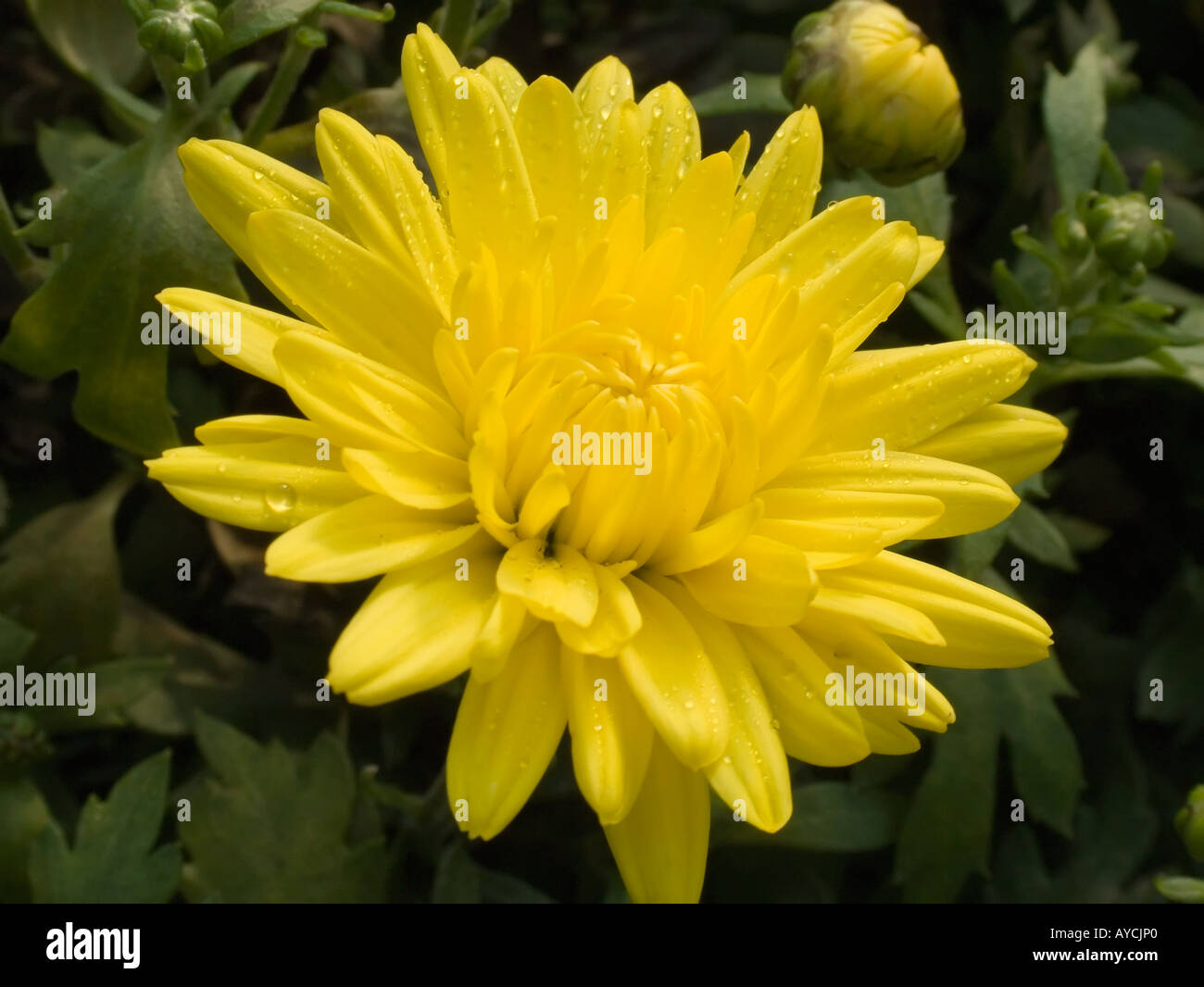Chrysanthemum field china hi-res stock photography and images - Alamy