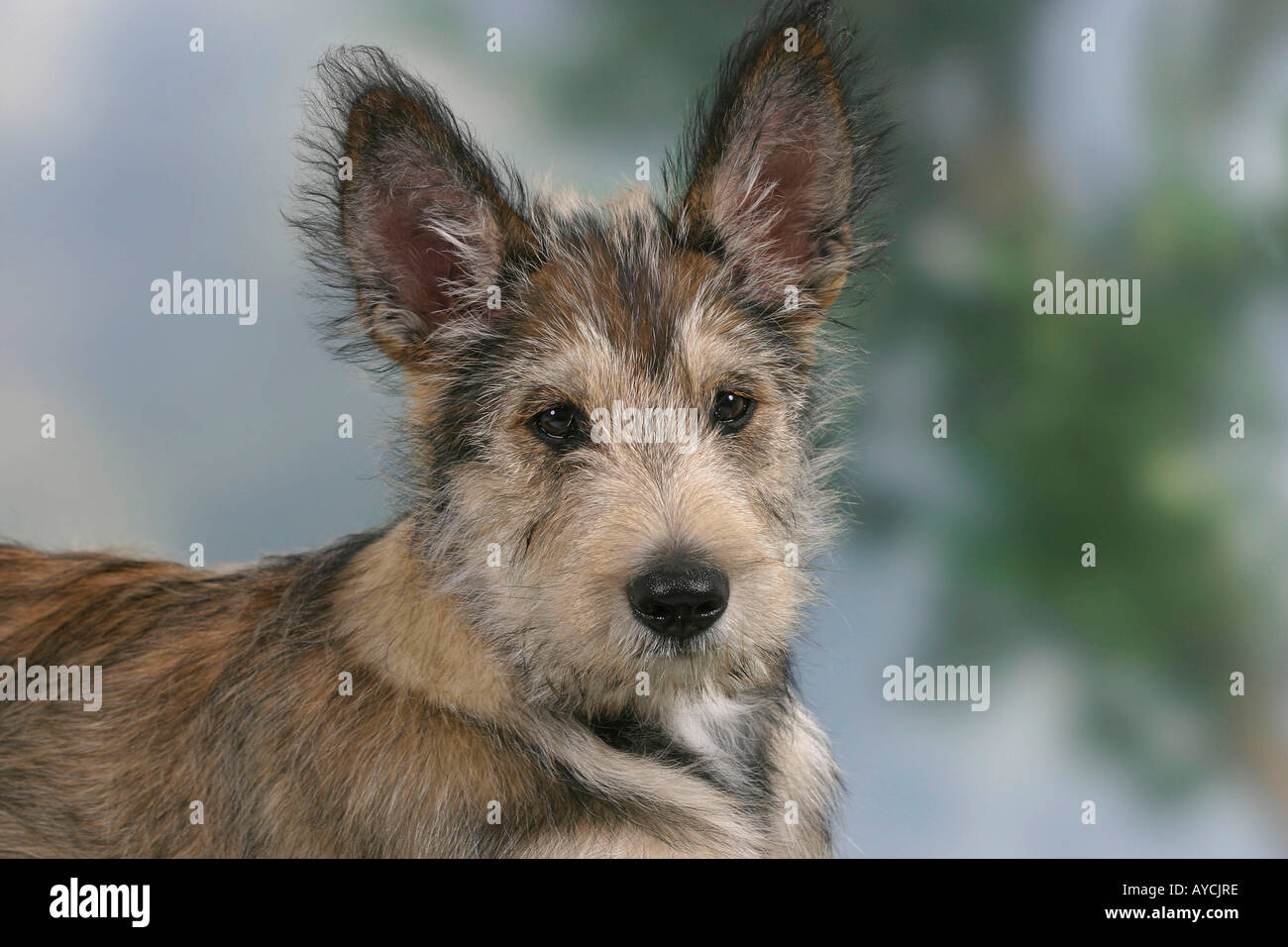 Berger Picard Dog Puppies Hi res Stock Photography And Images Alamy Berger Picard Dog Puppies Hi res Stock Photography And Images Alamy