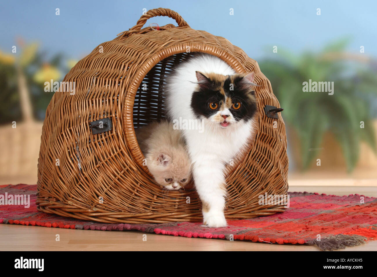 Persian Cat and kitten coming out of cat s basket kennel Stock Photo